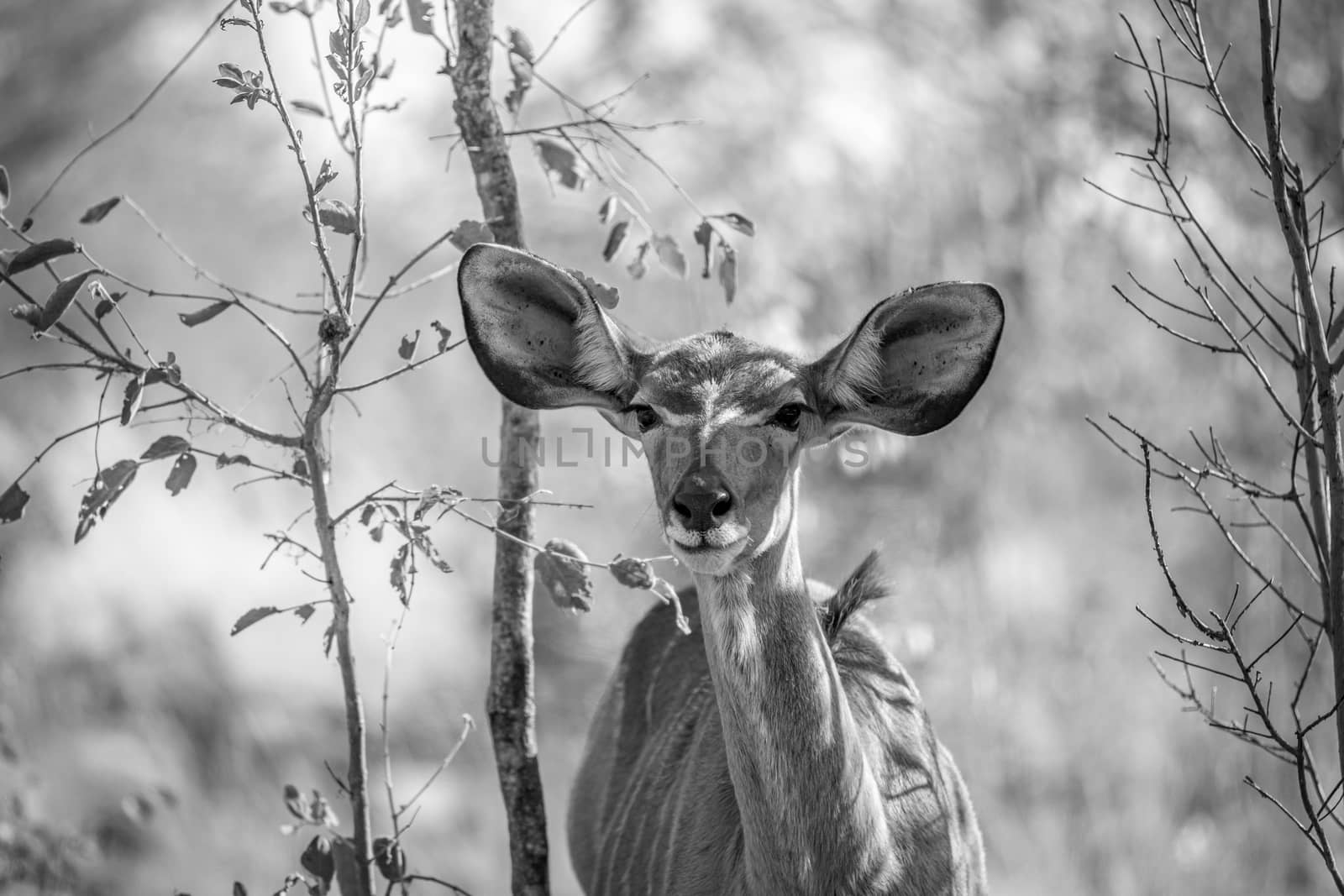 Close up of a young female Kudu in black and white in the Welgevonden game reserve, South Africa.
