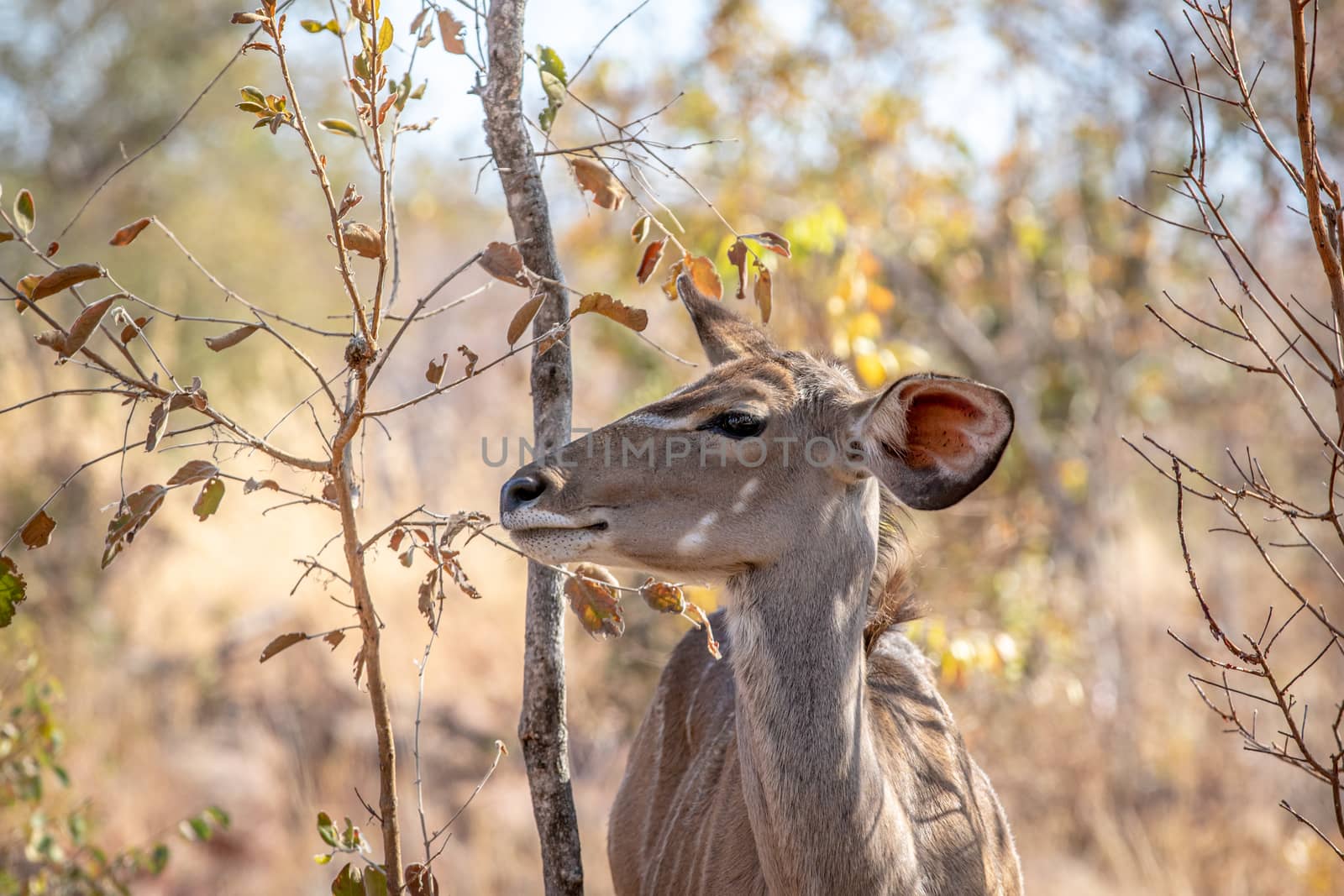 Close up of a young female Kudu. by Simoneemanphotography