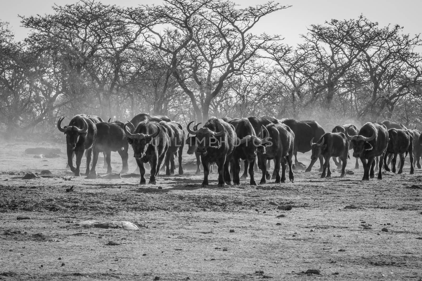 Big herd of African buffalos on an open plain in black and white in the Welgevonden game reserve, South Africa.