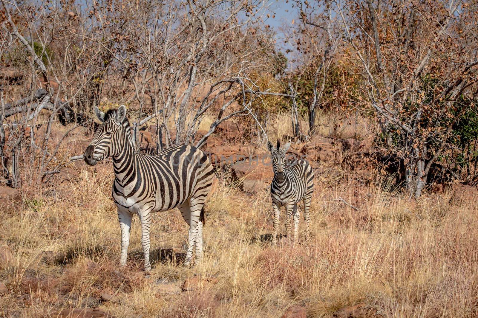 Mother Zebra with baby Zebra in the Welgevonden game reserve, South Africa.