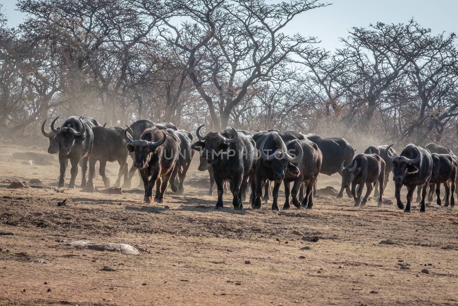 Big herd of African buffalos on an open plain in the Welgevonden game reserve, South Africa.
