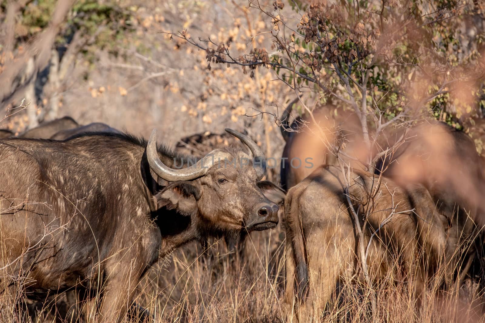 Side profile of an African buffalo. by Simoneemanphotography