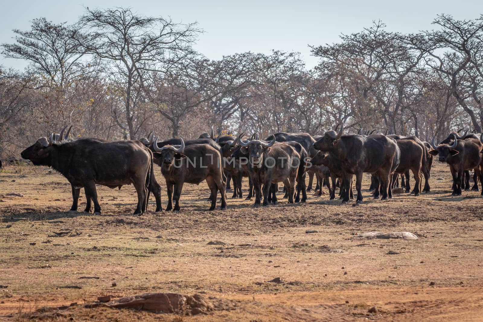Big herd of African buffalos on an open plain. by Simoneemanphotography