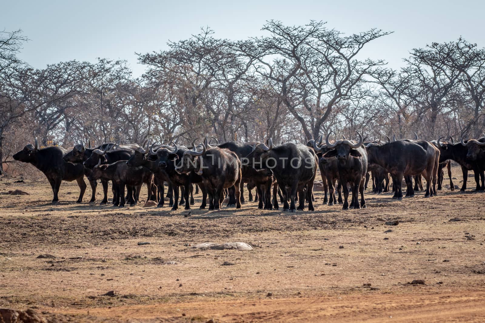 Big herd of African buffalos on an open plain. by Simoneemanphotography