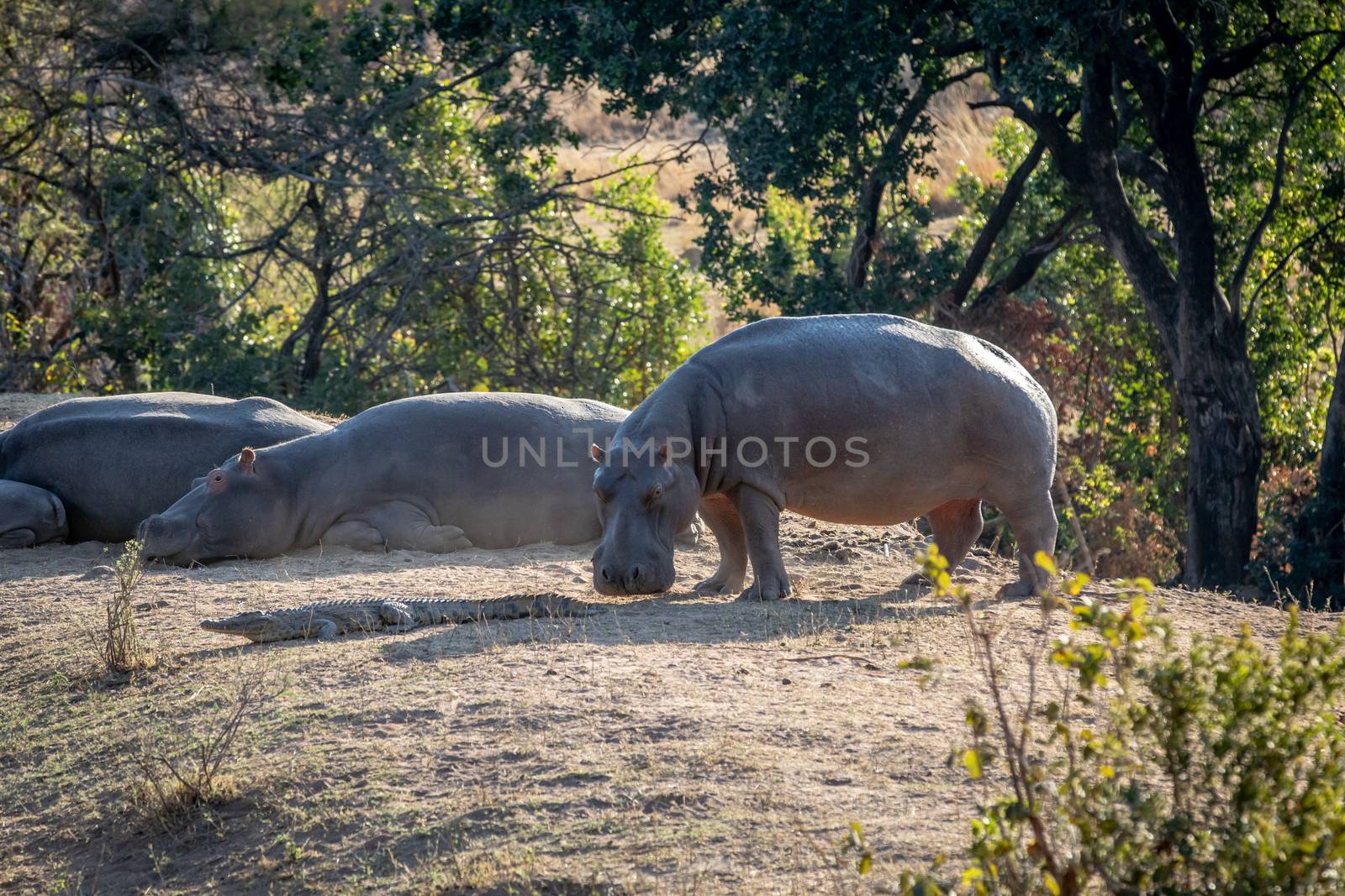 Hippo smelling a Crocodile out of the water. by Simoneemanphotography