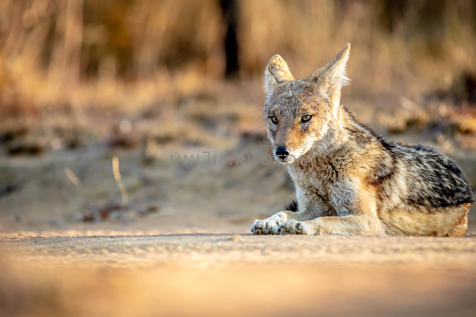 Black-backed jackal laying in the sand. by Simoneemanphotography