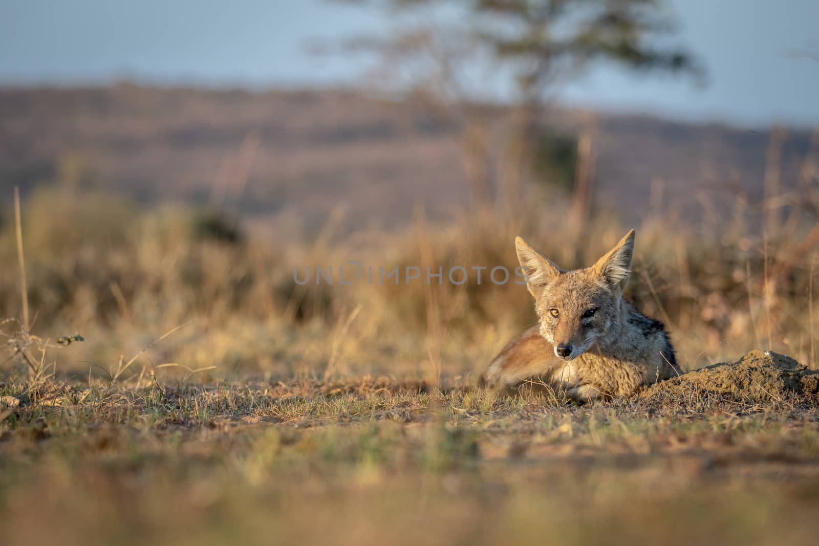 Black-backed jackal laying in the sand in the Welgevonden game reserve, South Africa.