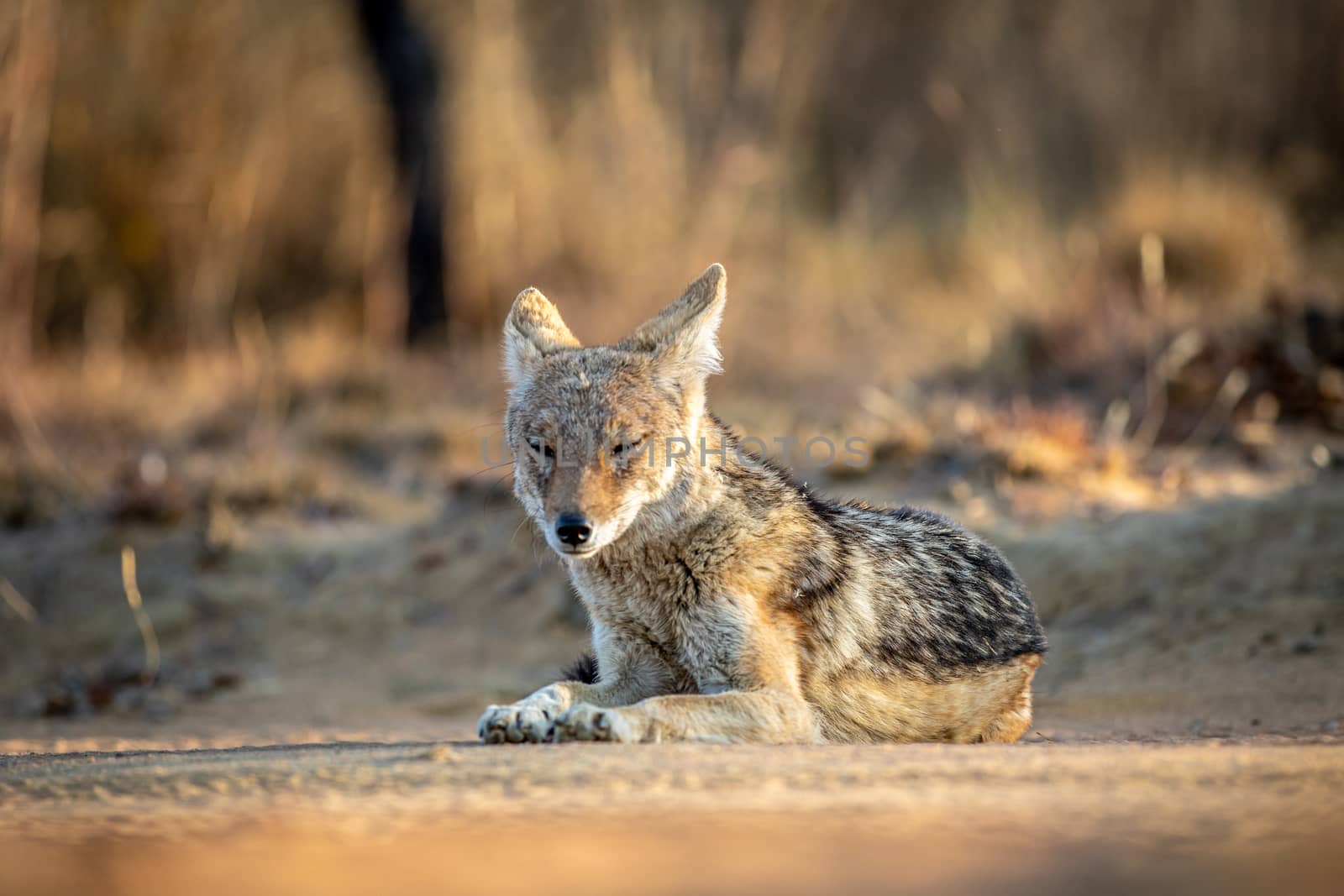 Black-backed jackal laying in the sand. by Simoneemanphotography