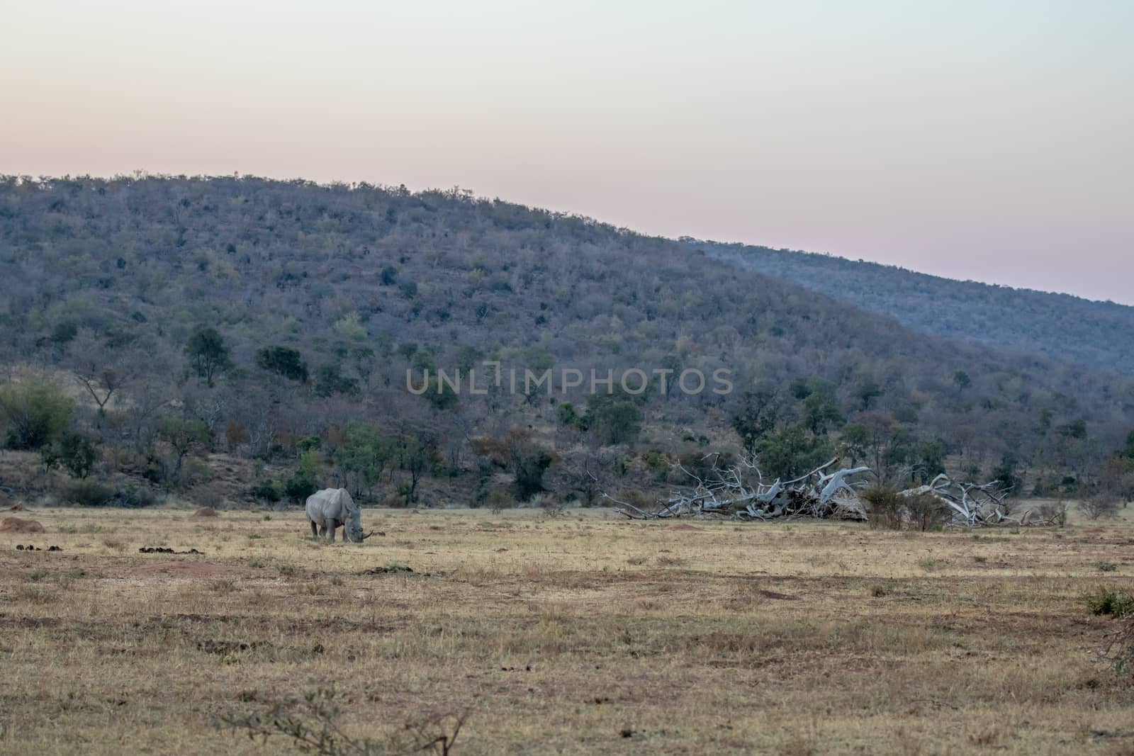 White rhino grazing in an open plain, South Africa.