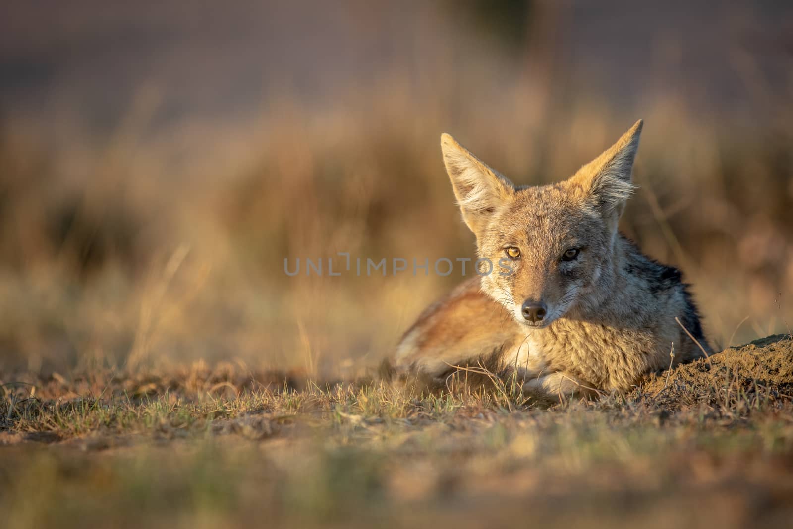 Black-backed jackal laying in the sand. by Simoneemanphotography