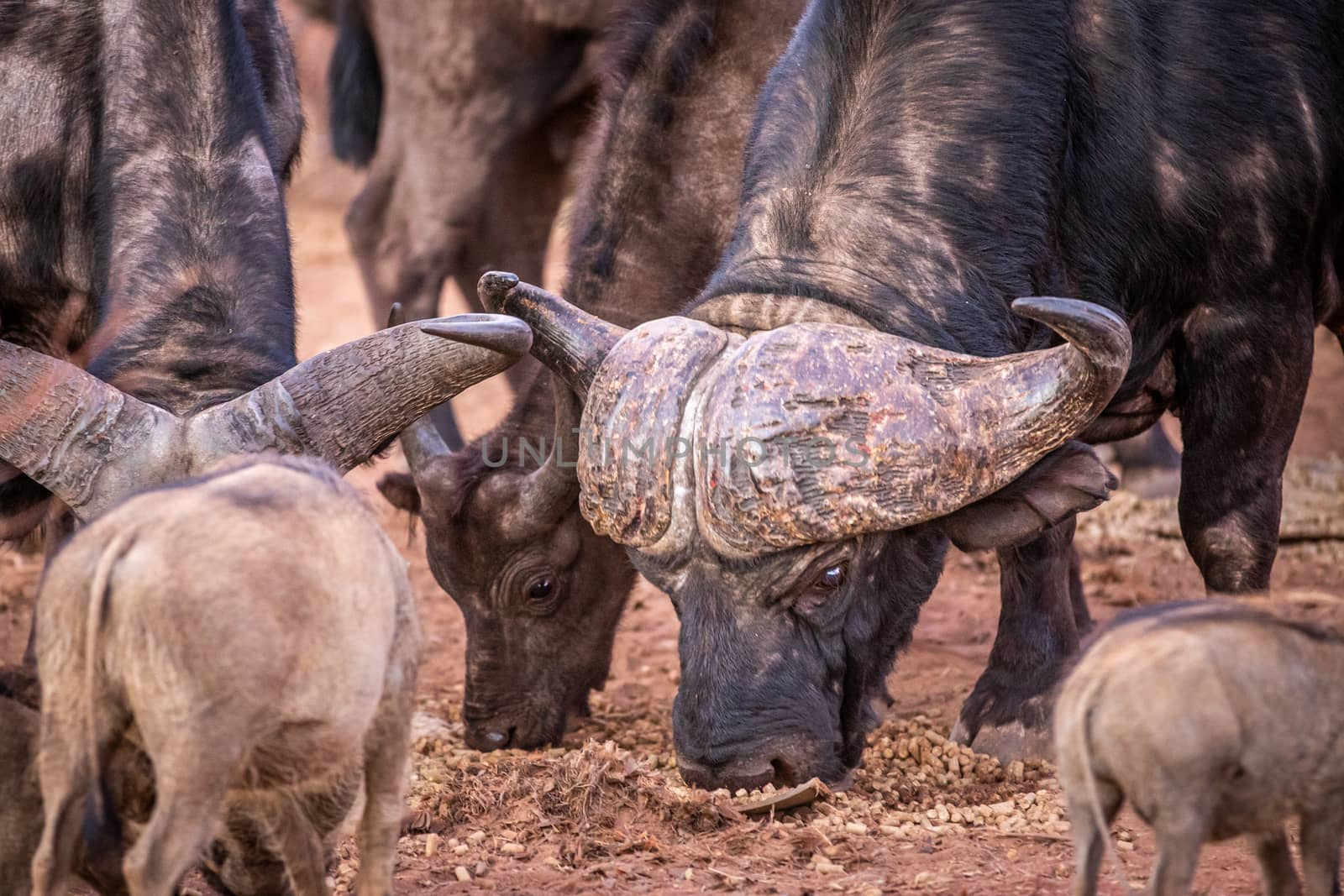 Big African buffalo bull eating. by Simoneemanphotography