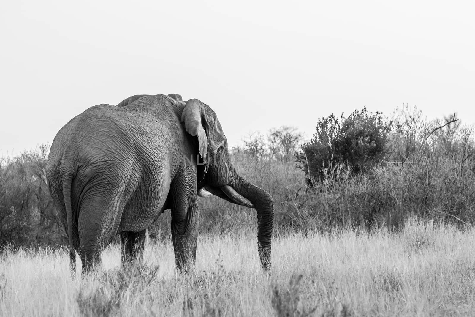 Big Elephant bull facing away from the camera in black and white in the Welgevonden game reserve, South Africa.