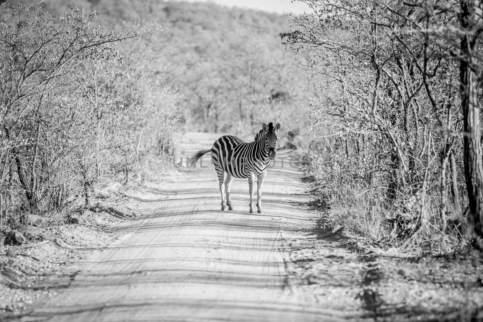 Zebra standing in the middle of a bush road in black and white in the Welgevonden game reserve, South Africa.