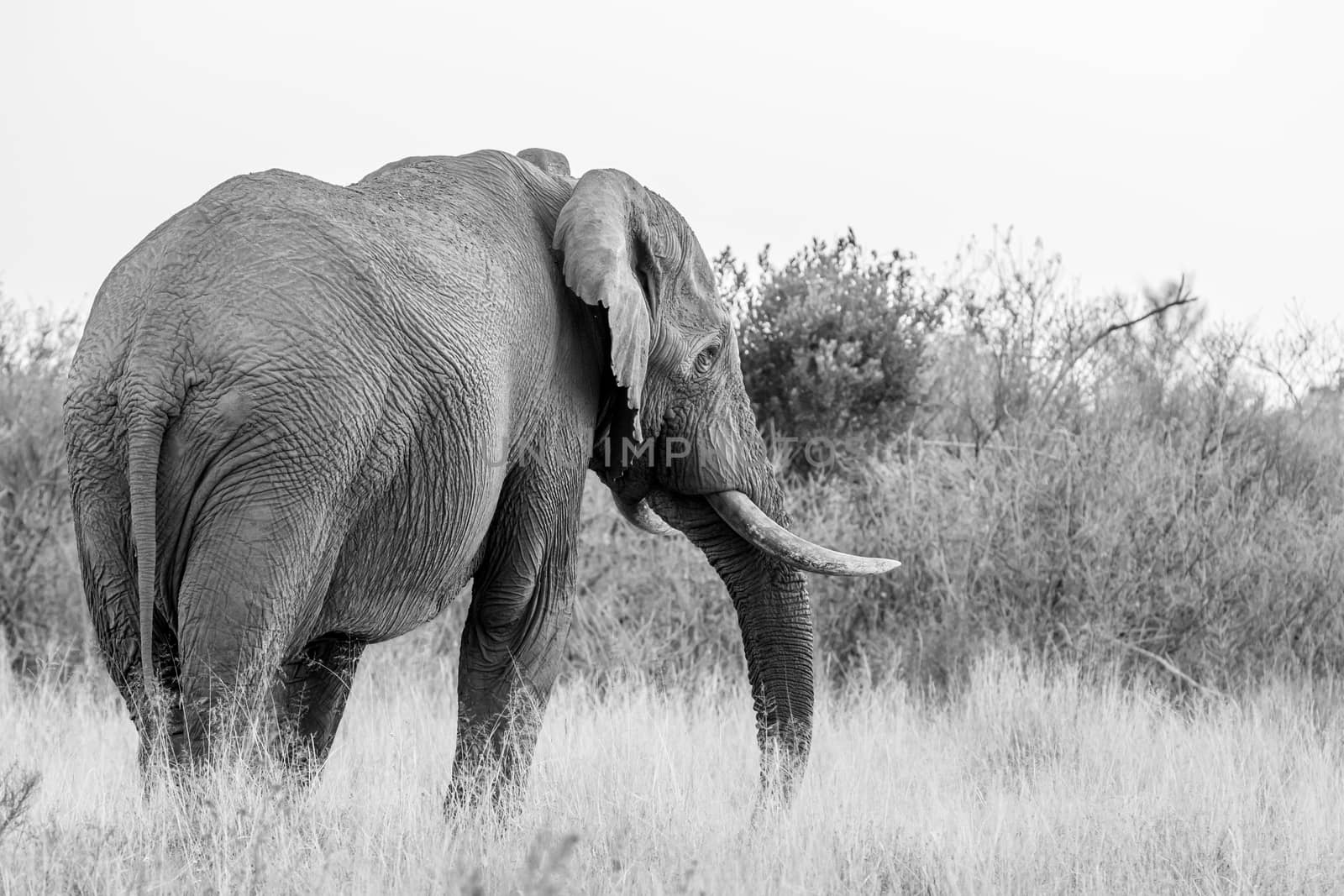 Big Elephant bull facing away from the camera in black and white the Welgevonden game reserve, South Africa.