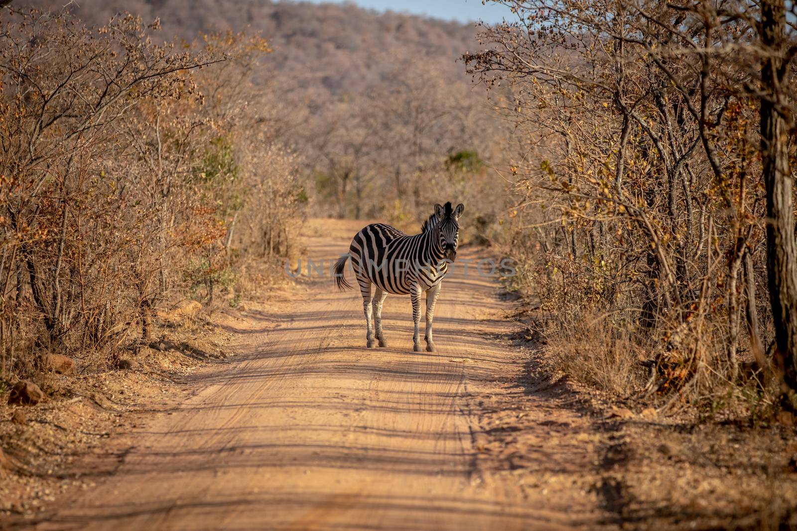 Zebra standing in the middle of a bush road. by Simoneemanphotography