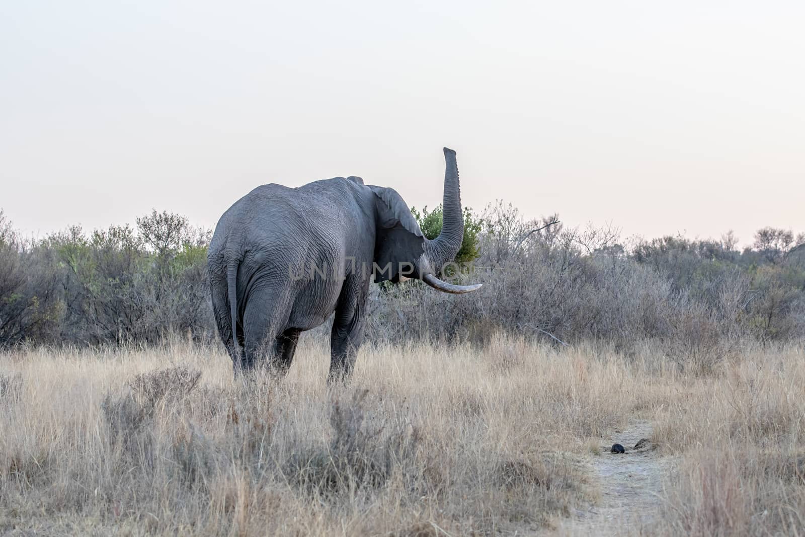 Big Elephant bull smelling with his trunk in the Welgevonden game reserve, South Africa.