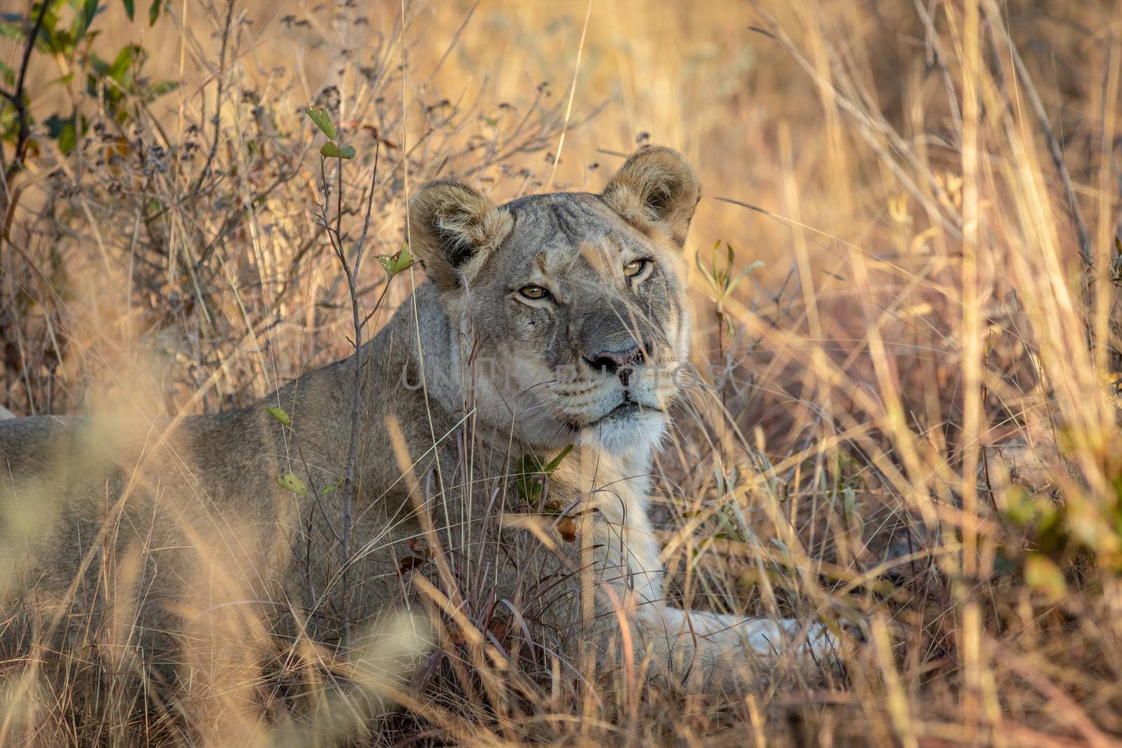 Lioness laying in the grass in the bush. by Simoneemanphotography
