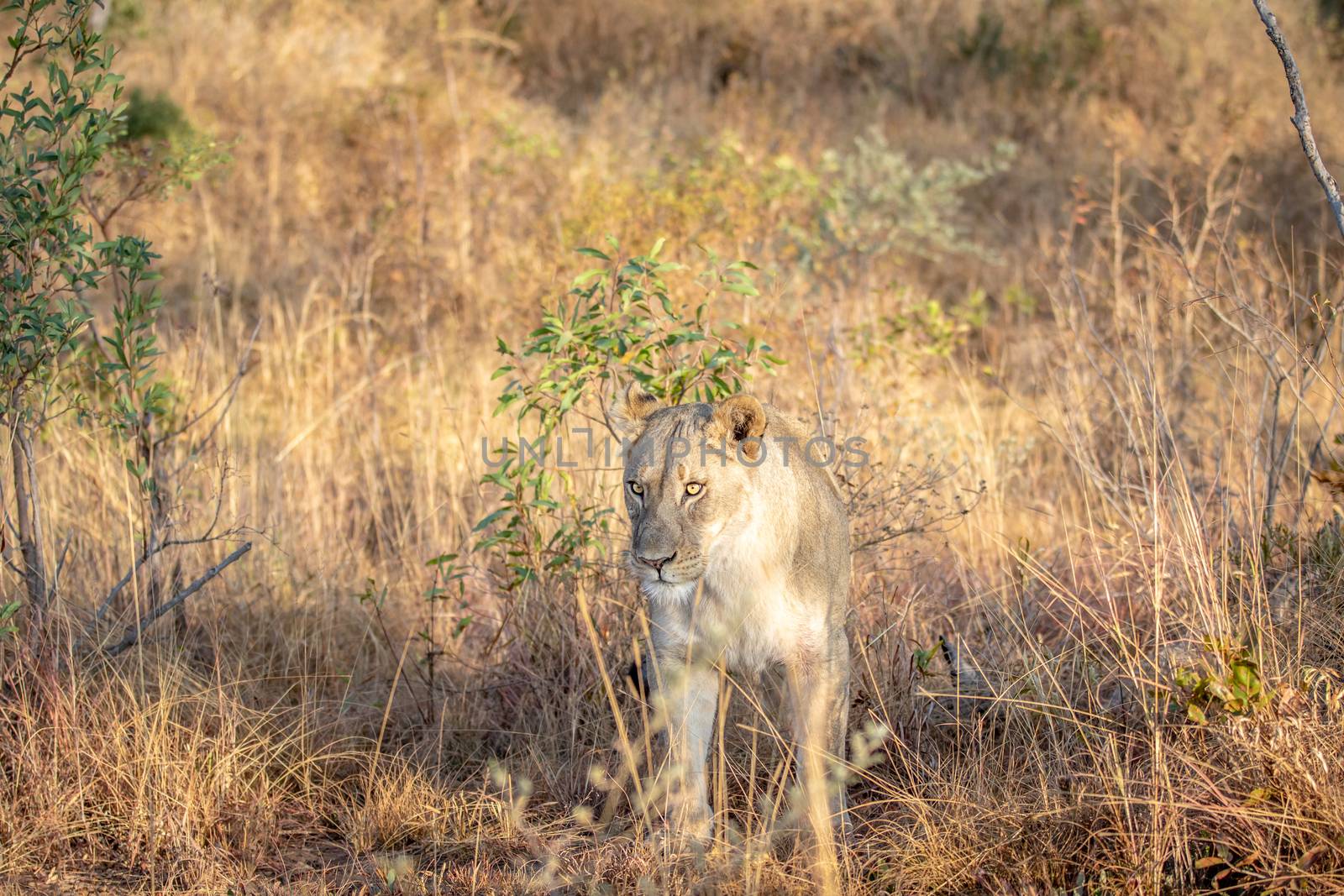 Lioness walking in the bush in the Welgevonden game reserve, South Africa.