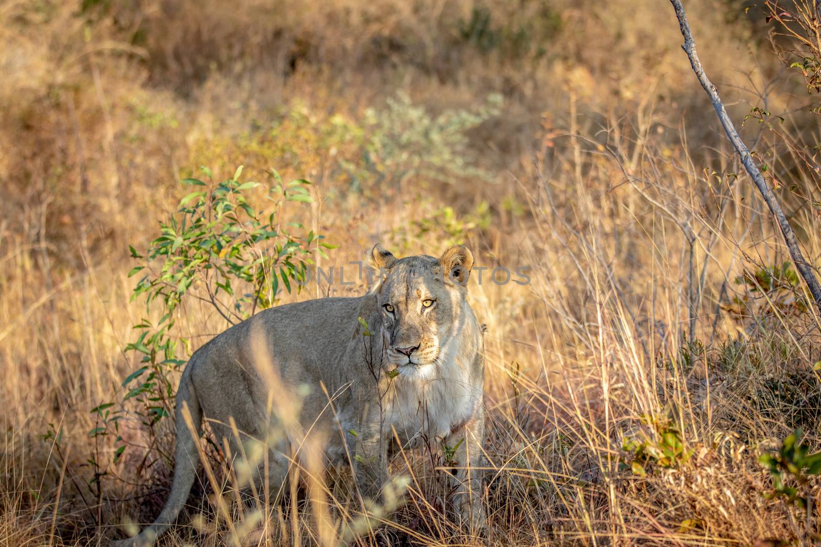 Lioness walking in the bush in the high grass. by Simoneemanphotography