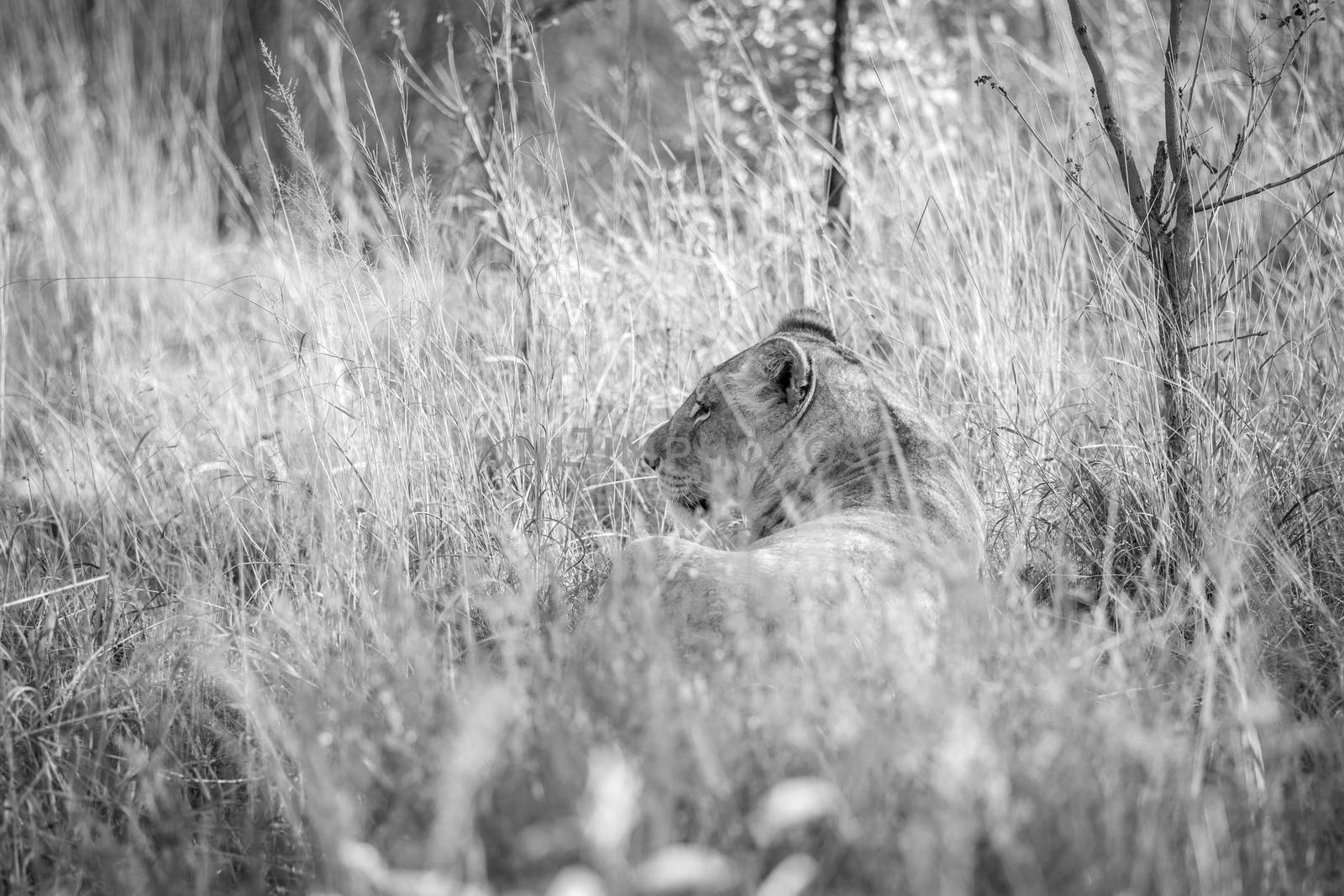 Lioness laying in the grass in black and white in the Welgevonden game reserve, South Africa.