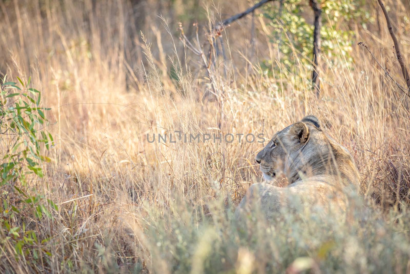 Lioness walking in the bush in the high grass. by Simoneemanphotography