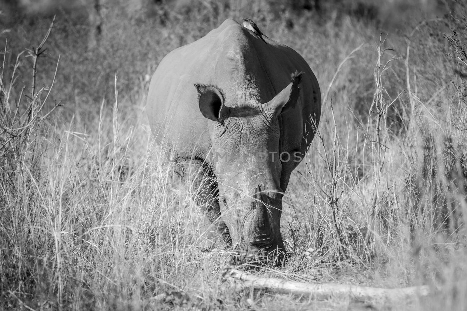 White rhino standing and grazing in the high grass in black and white, South Africa.