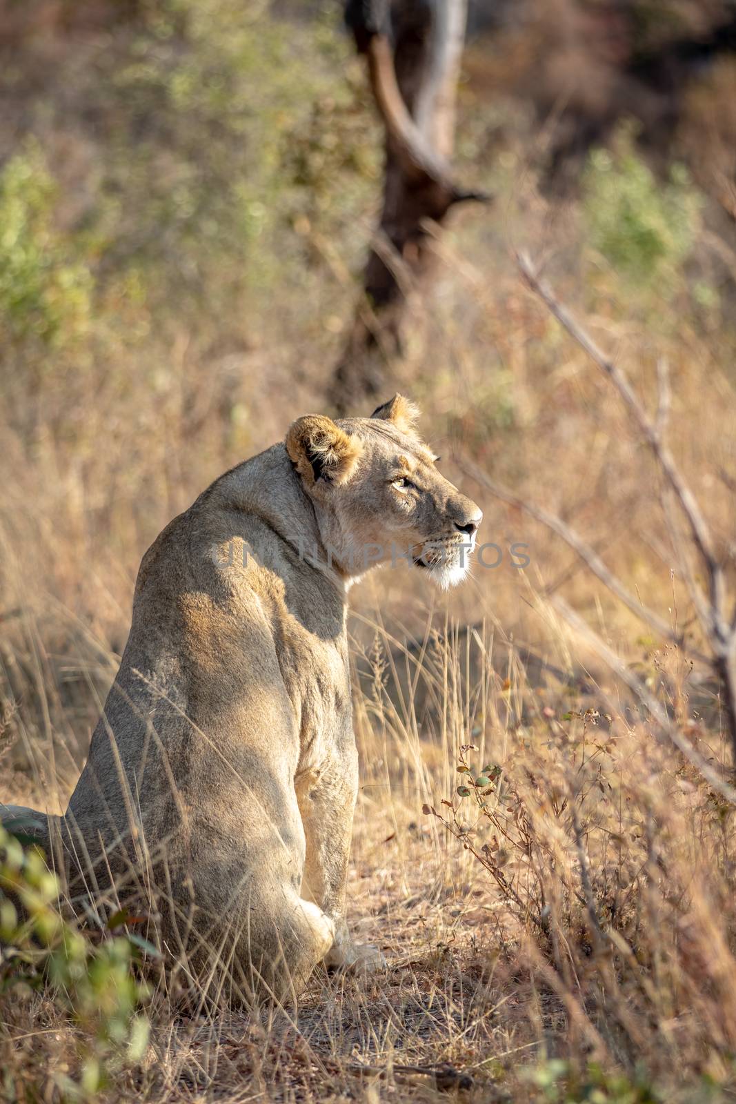 Lioness sitting in the grass and looking in the Welgevonden game reserve, South Africa.