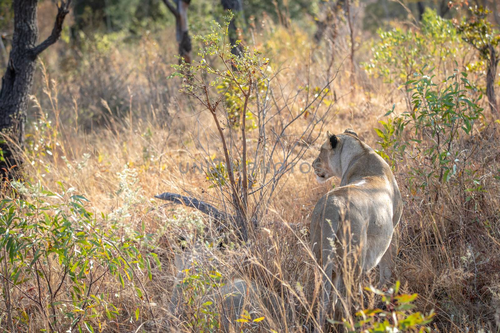 Lioness standing in the grass and looking in the Welgevonden game reserve, South Africa.