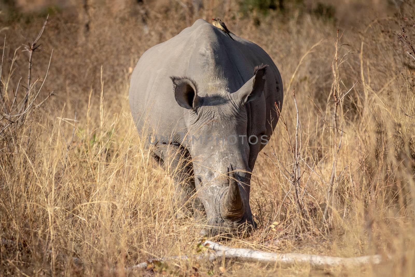 White rhino standing and grazing. by Simoneemanphotography