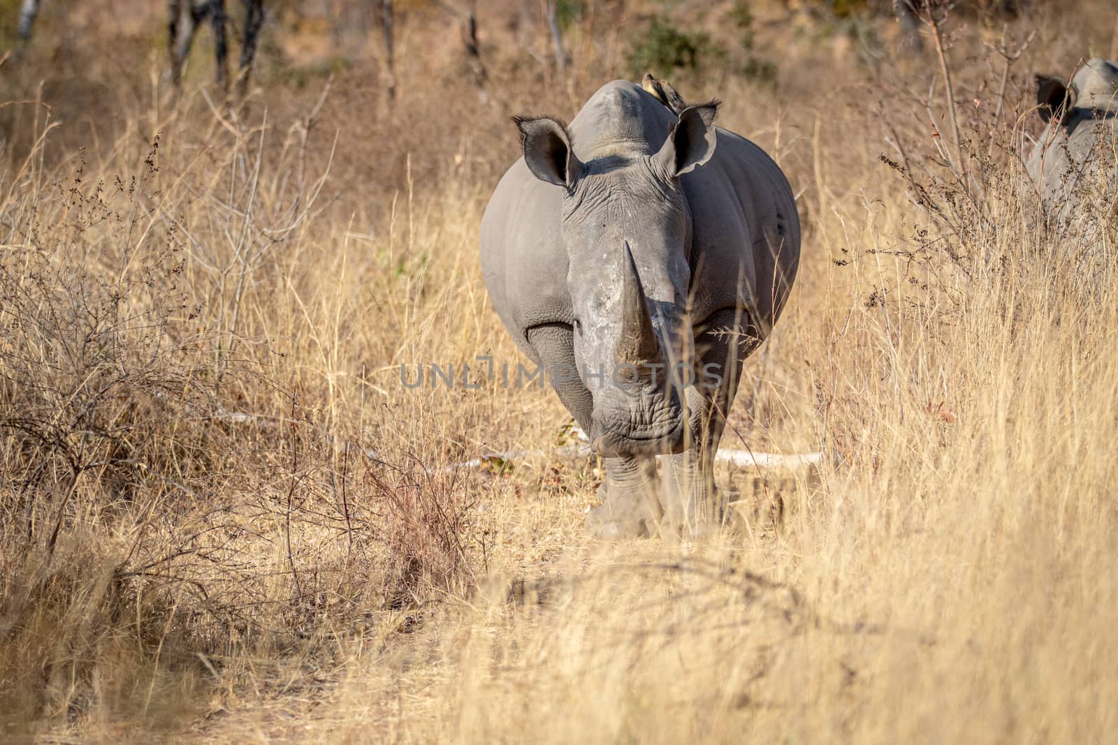 White rhino starring at the camera. by Simoneemanphotography