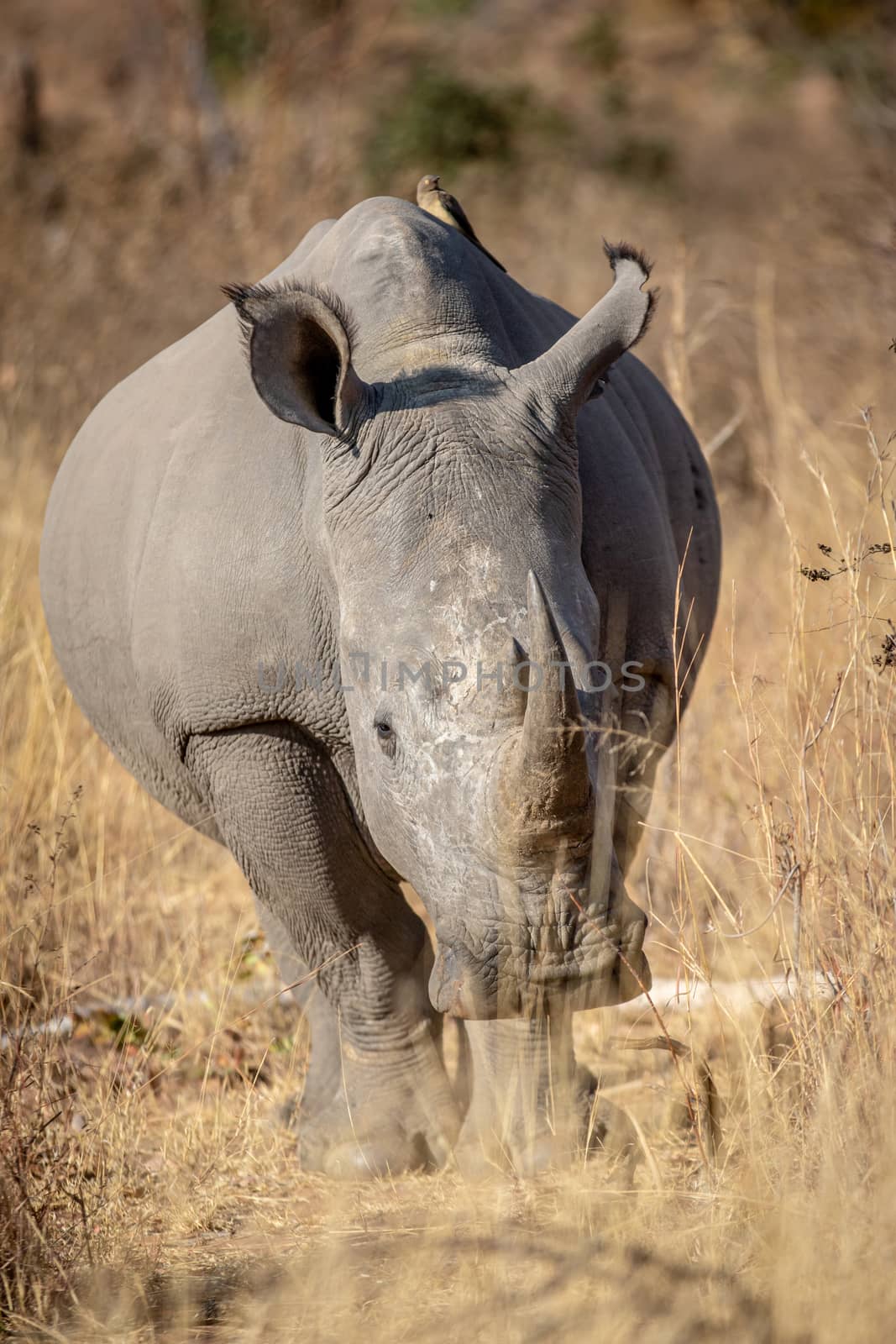 White rhino starring at the camera in the Welgevonden game reserve, South Africa.