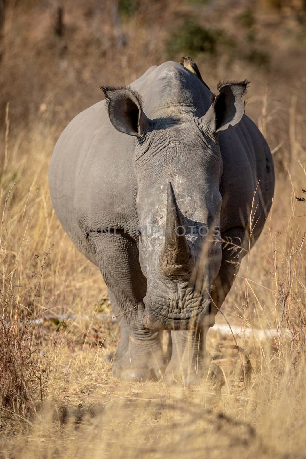 White rhino starring at the camera in the Welgevonden game reserve, South Africa.