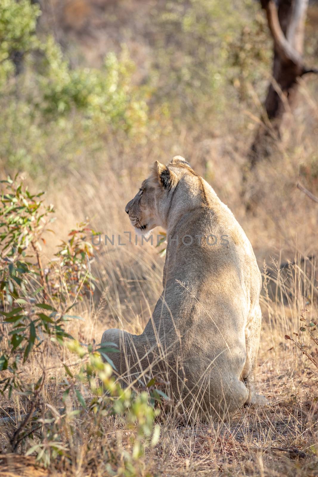 Lioness sitting in the grass and looking. by Simoneemanphotography