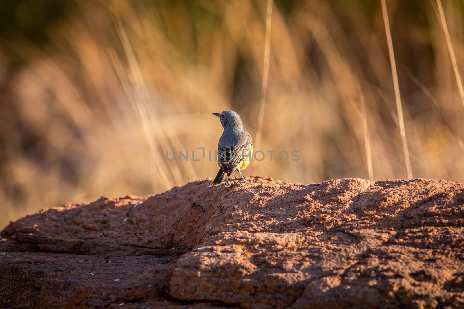 Cape rock thrush standing on a termite mount in the Welgevonden game reserve, South Africa.