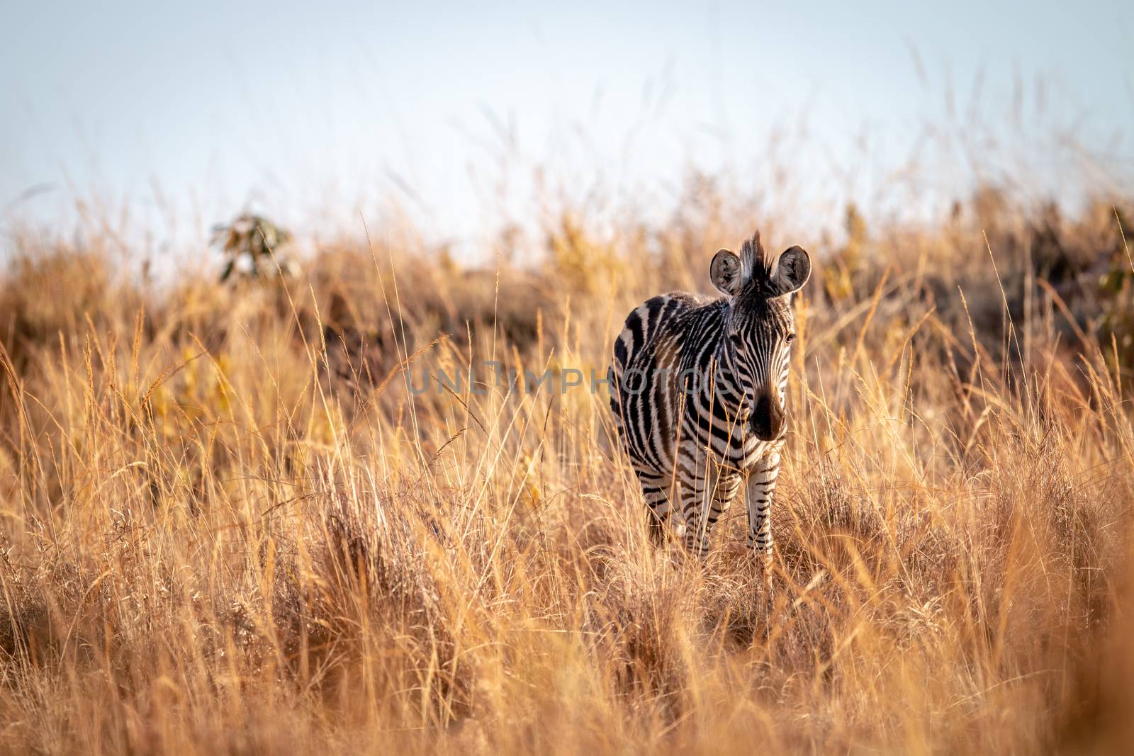 Young Zebra standing in the high grass in the Welgevonden game reserve, South Africa.