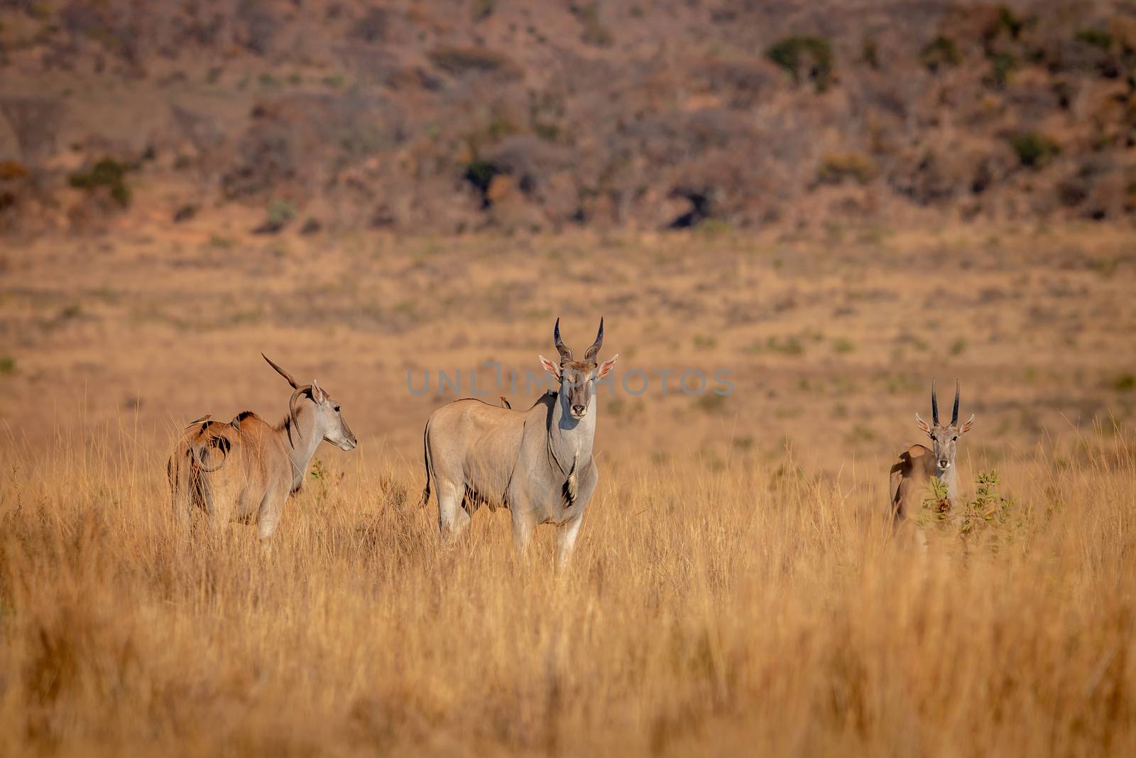 Herd of Eland standing in the grass. by Simoneemanphotography