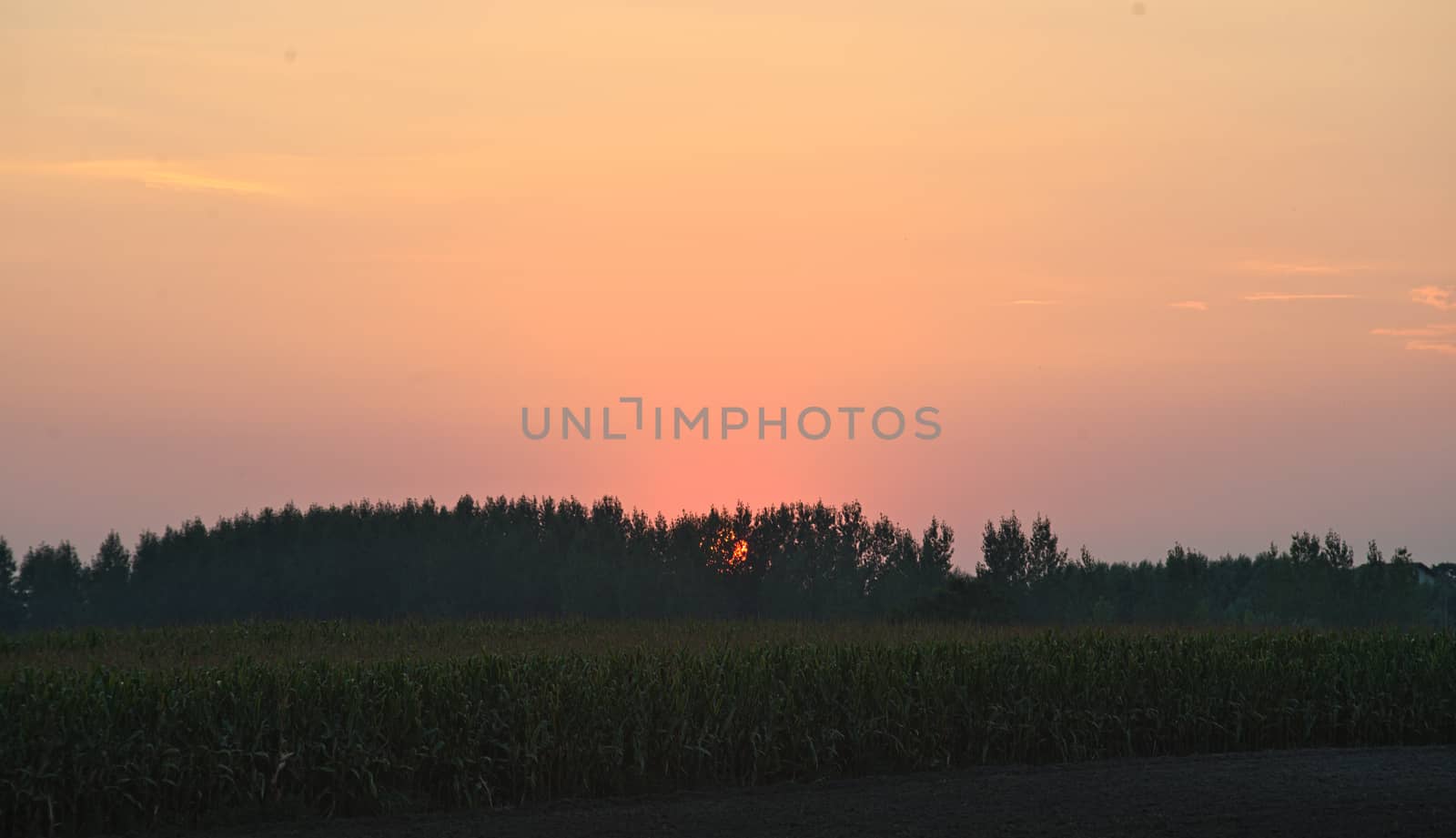 Colorful sunset over corn field, summer landscape by sheriffkule