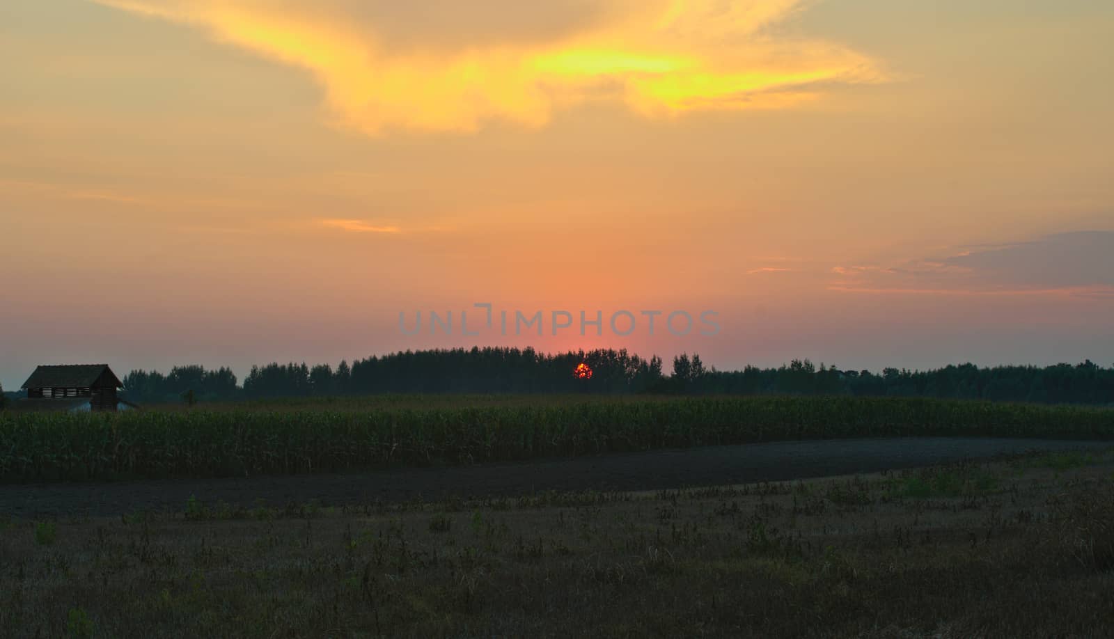 Colorful sunset over corn field, summer landscape