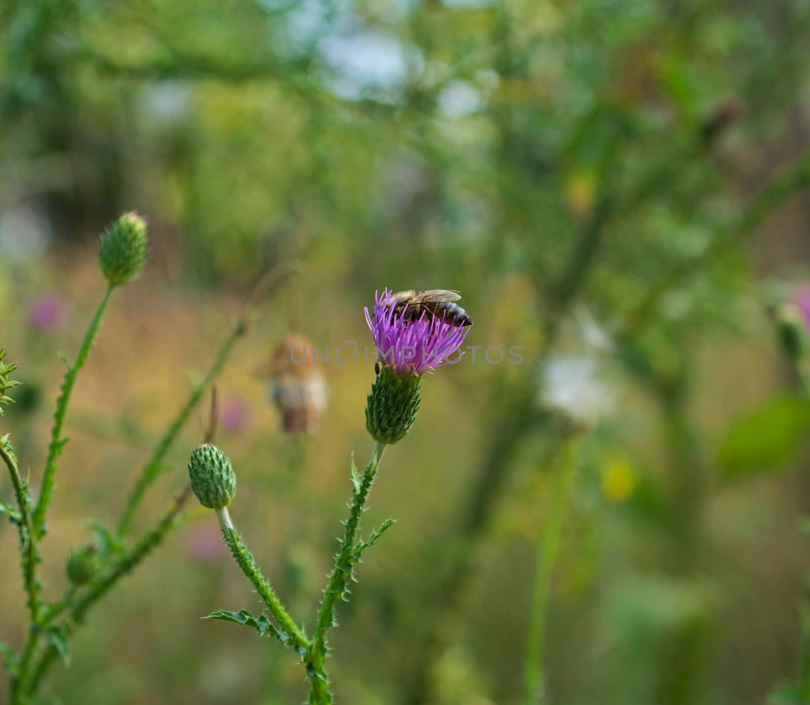 Lady bug on wild field blooming flower by sheriffkule