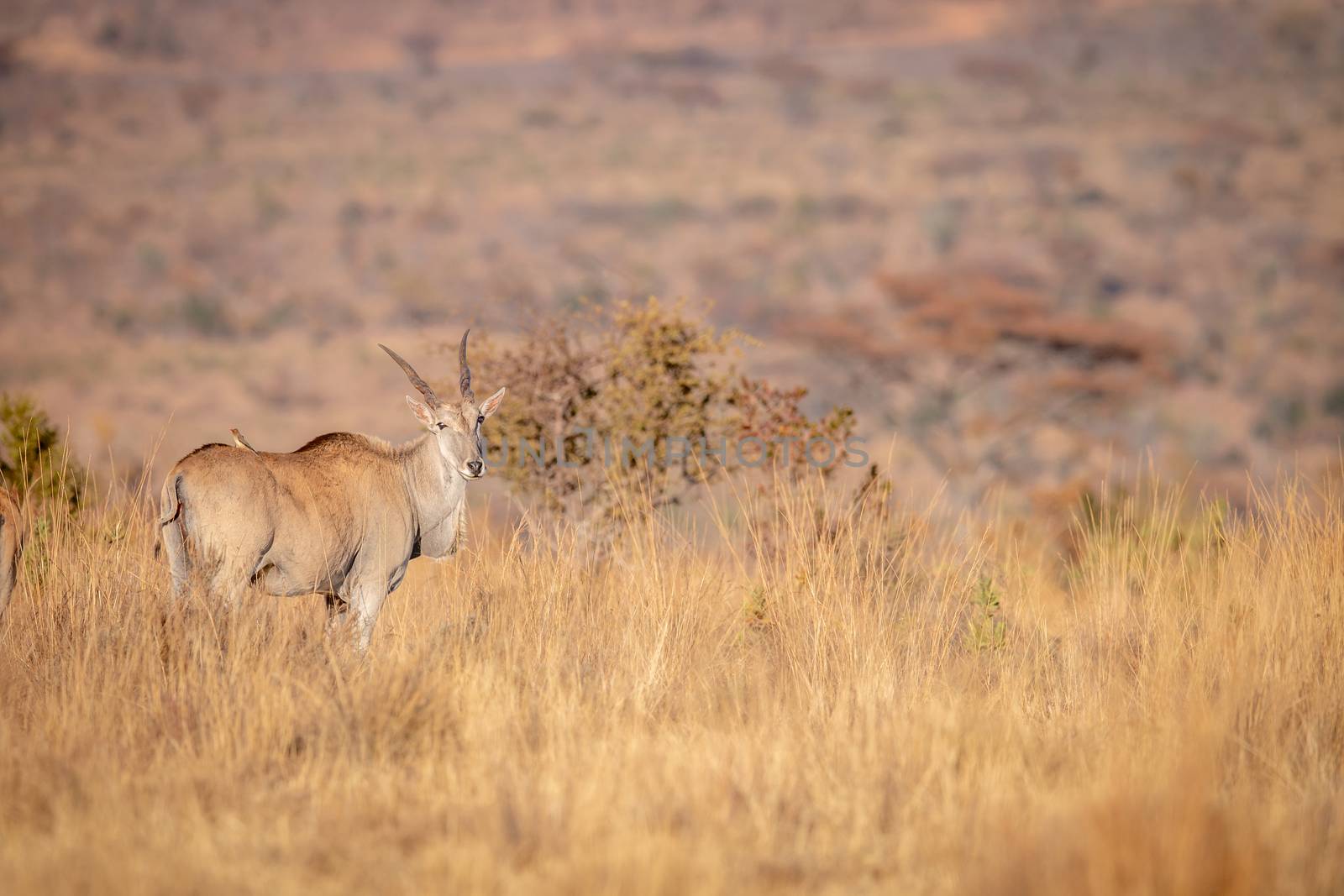 Eland standing in the high grass in the Welgevonden game reserve, South Africa.