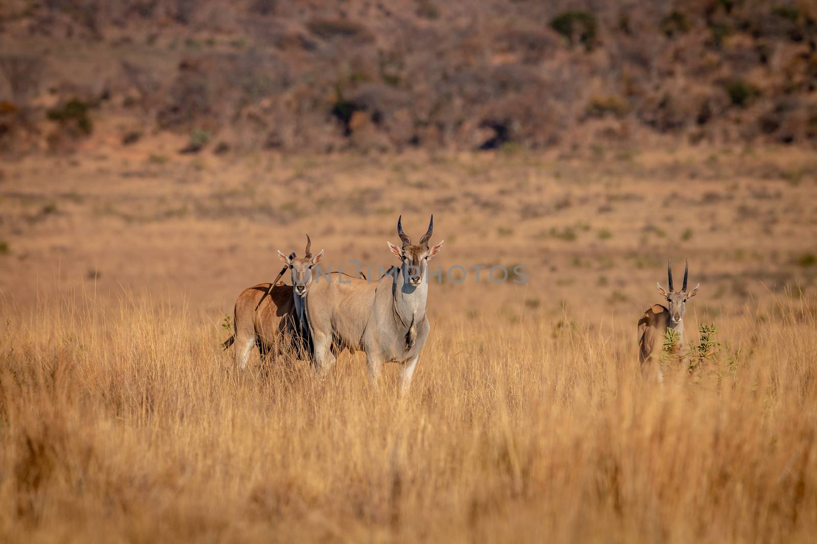 Herd of Eland standing in the grass. by Simoneemanphotography