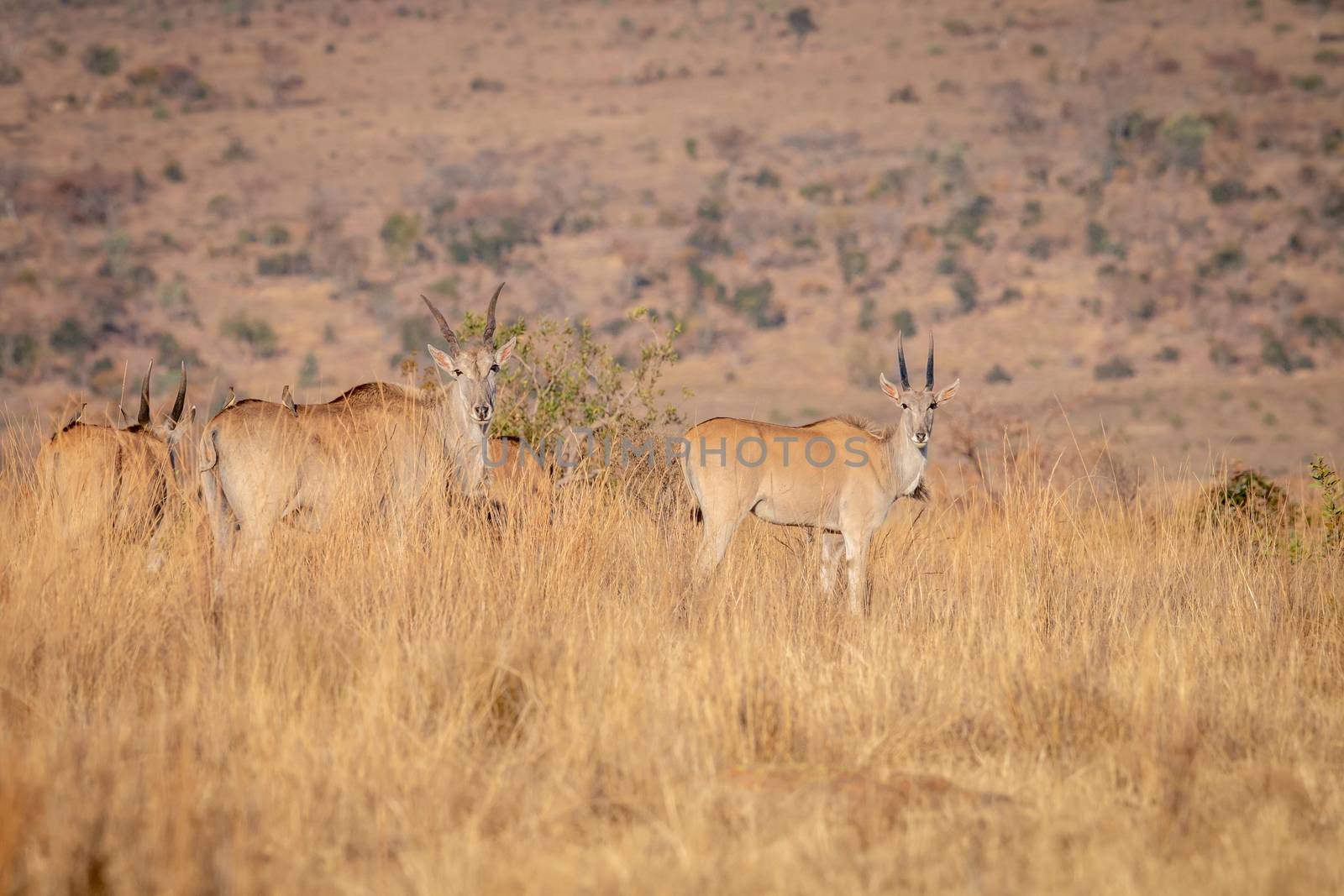 Herd of Eland standing in the grass. by Simoneemanphotography