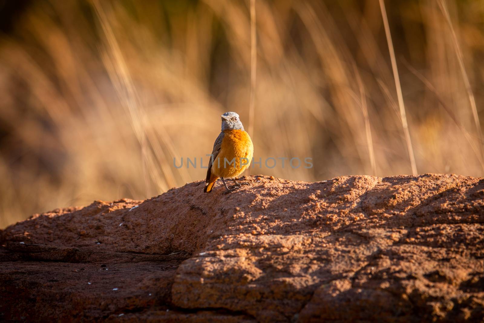 Cape rock thrush standing on a termite mount. by Simoneemanphotography