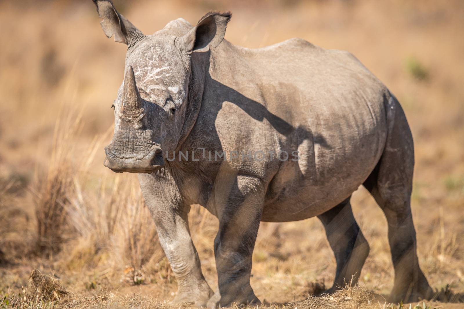 White rhino standing in the grass, South Africa.