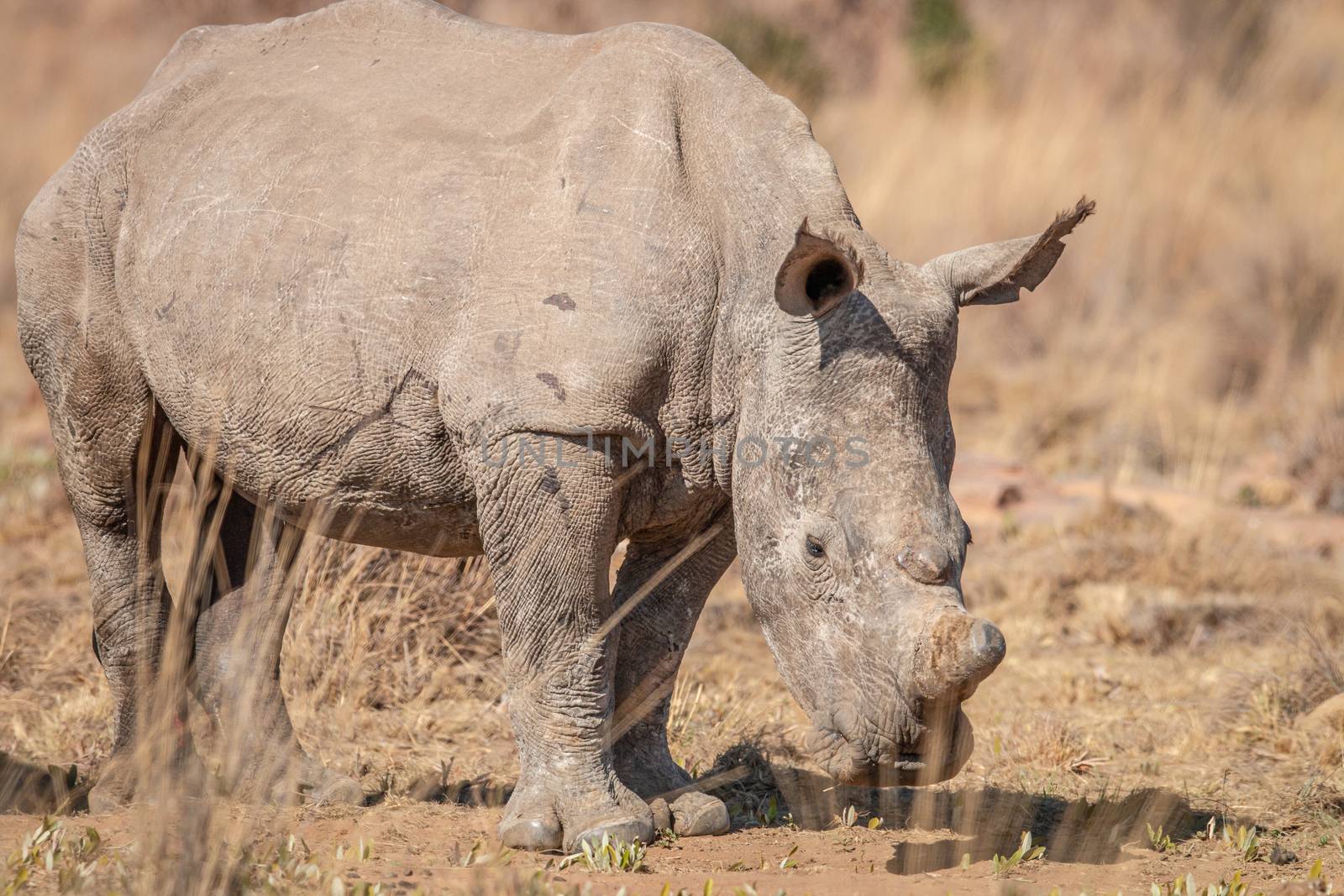 White rhino standing in the grass. by Simoneemanphotography