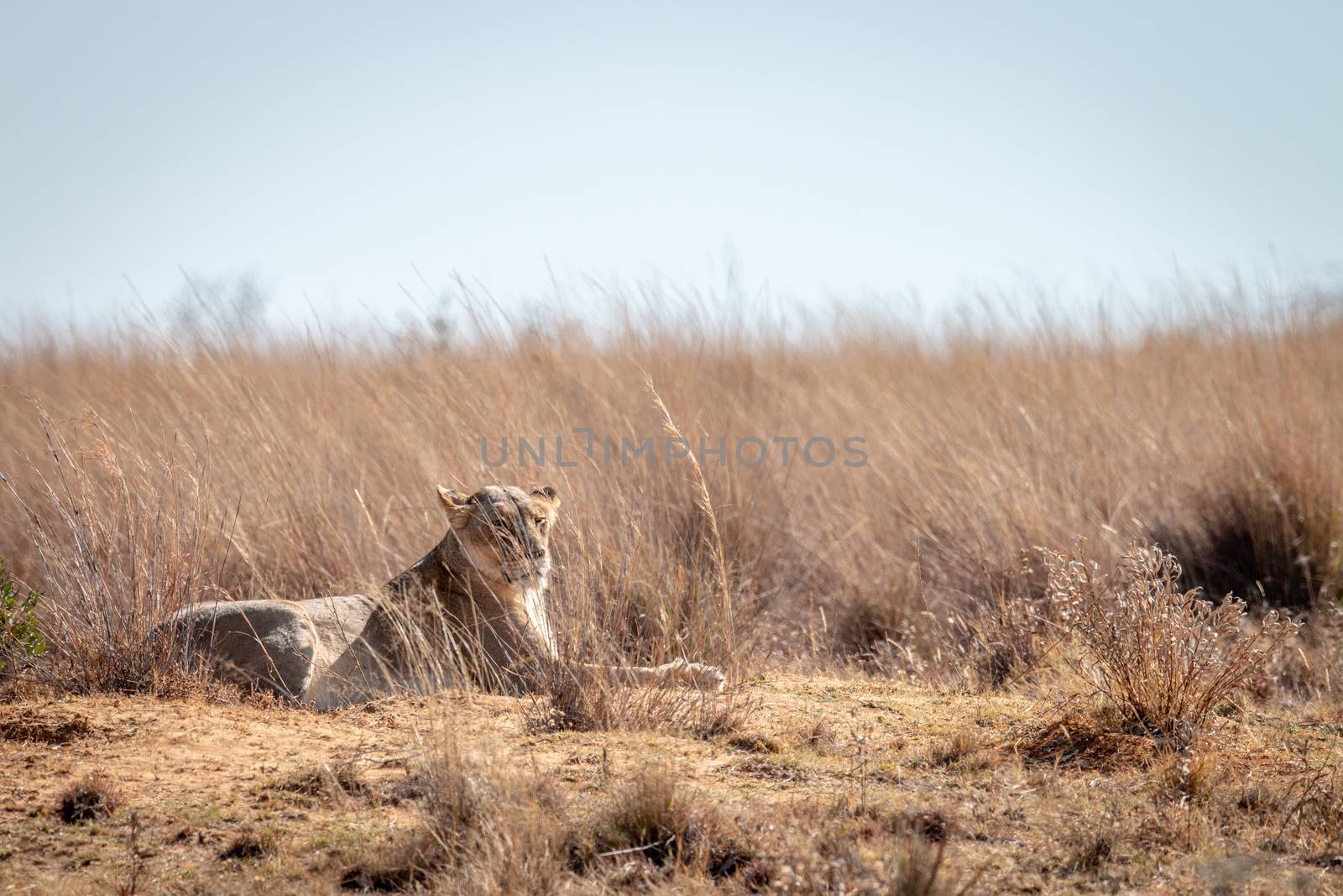 Lioness laying in the high grass. by Simoneemanphotography