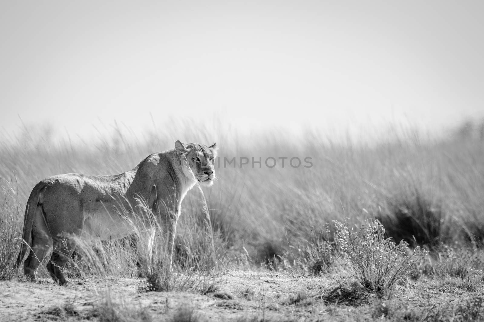 Lioness standing in the grass and scanning the surroundings in the Welgevonden game reserve, South Africa.