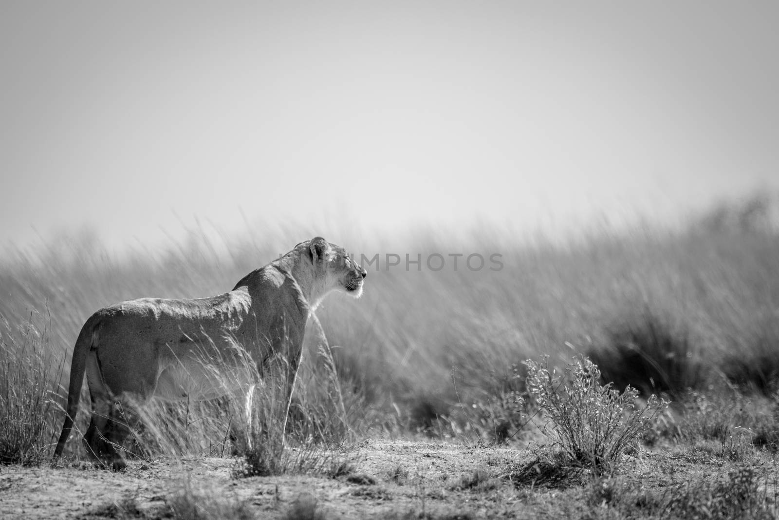 Lioness standing in the grass and scanning the surroundings in black and white in the Welgevonden game reserve, South Africa.