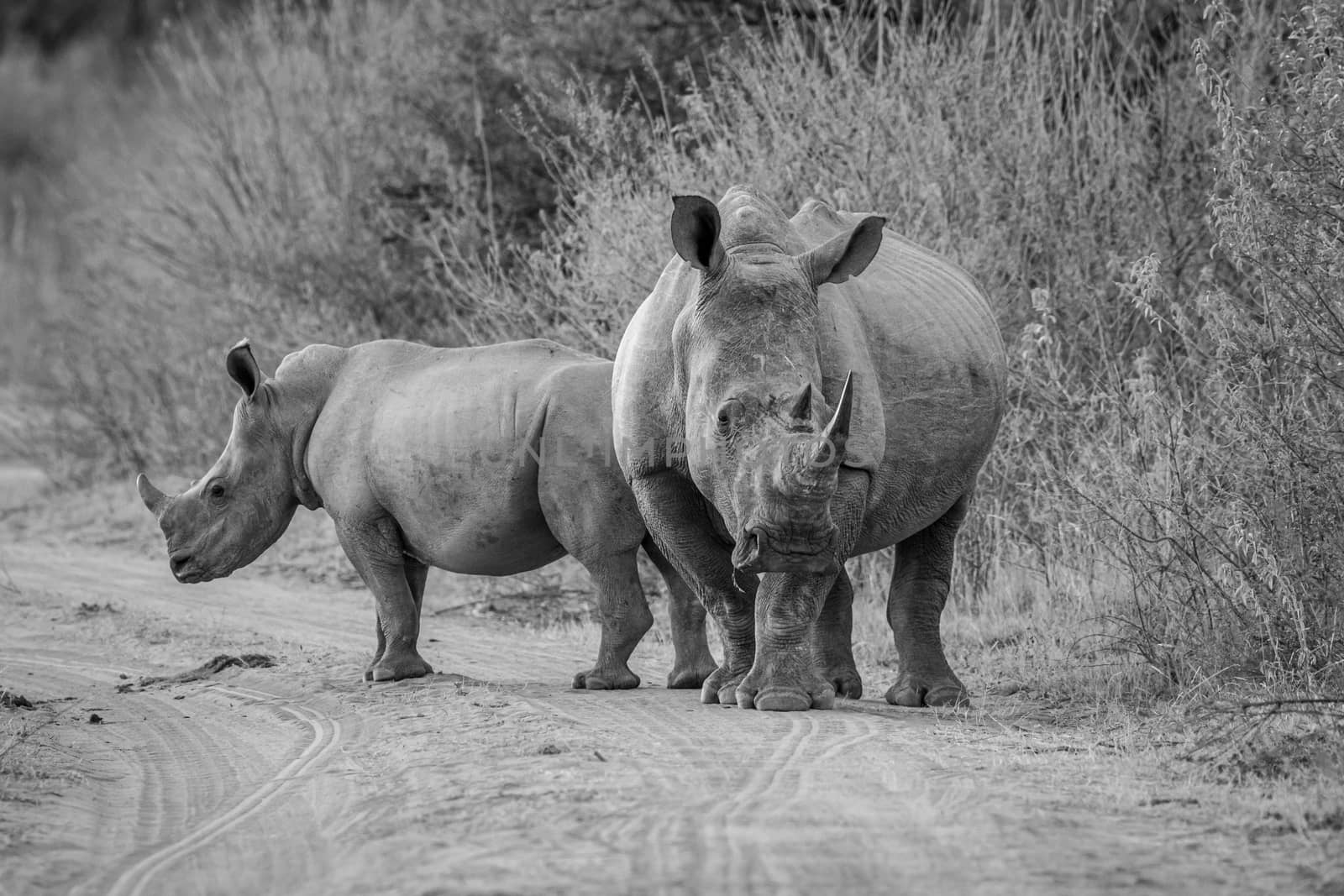 Two White rhinos standing on a bush road. by Simoneemanphotography