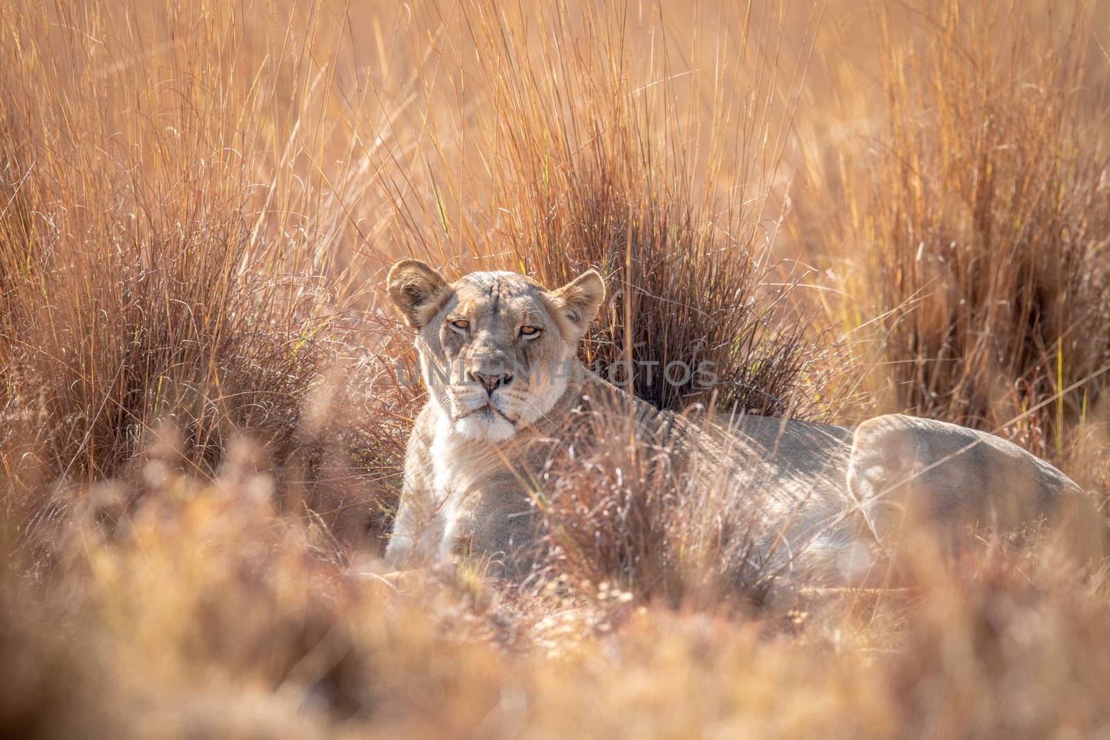 Lioness laying in the high grass. by Simoneemanphotography